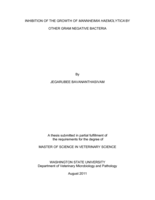 Inhibition of the growth of Mannheimia haemolytica by other gram negative bacteria