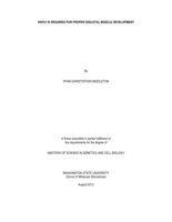 Hsp27 is required for proper skeletal muscle development