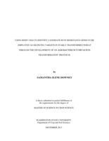 Using BSMV-VIGS to identify candidate rust resistance genes to be employed as silencing targets in stably transformed wheat through the development of an Agrobacterium tumefaciens transformation protocol