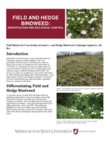 Field and hedge bindweed: Identification and biological control
