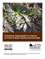 Integrated management of prickly lettuce in wheat production systems