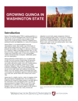 Growing quinoa in Washington State