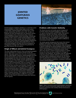 Jointed goatgrass genetics