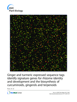 Ginger and turmeric expressed sequence tags identify signature genes for rhizome identity and development and the biosynthesis of curcuminoids, gingerols and terpenoids