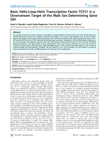 Basic helix-loop-helix transcription factor TCF21 is a downstream target of the male sex determining gene SRY