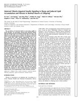 Maternal Obesity-Impaired Insulin Signaling in Sheep and Induced Lipid Accumulation and Fibrosis in Skeletal Muscle of Offspring