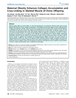 Maternal Obesity Enhances Collagen Accumulation and Cross-Linking in Skeletal Muscle of Ovine Offspring
