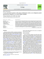 A new and distinct species in the genus Caulimovirus exists as an endogenous plant pararetroviral sequence in its host, Dahlia variabilis