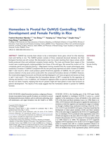 Homeobox Is Pivotal for OsWUS Controlling Tiller Development and Female Fertility in Rice