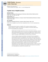 A global view of Hsp90 functions