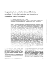 Cooperativity between Sertoli cells and testicular peritubular cells in the production and deposition of extracellular matrix components