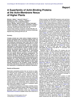 A Superfamily of Actin-Binding Proteins at the Actin-Membrane Nexus of Higher Plants