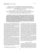 A Babesia bovis 225-kilodalton spherical-body protein: localization to the cytoplasmic face of infected erythrocytes after merozoite invasion