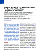 A Conserved SREBP-1/Phosphatidylcholine Feedback Circuit Regulates Lipogenesis in Metazoans