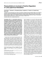 Phytosulfokine Is Involved in Positive Regulation of Lotus japonicus Nodulation