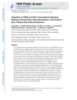 Integration of CREB and bHLH Transcriptional Signaling Pathways Through Direct Heterodimerization of the Proteins : Role in Muscle and Testis Development