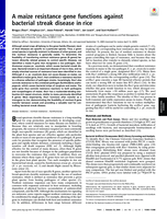 A maize resistance gene functions against bacterial streak disease in rice