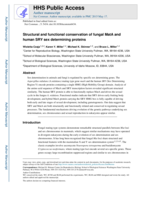 Structural and functional conservation of fungal MatA and human SRY sex-determining proteins