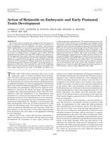 Action of Retinoids on Embryonic and Early Postnatal Testis Development