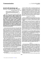 Sertoli cells synthesize and secrete transferrin-like protein