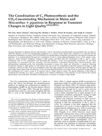 The Coordination of C4 Photosynthesis and the CO2-Concentrating Mechanism in Maize and Miscanthus × giganteus in Response to Transient Changes in Light Quality