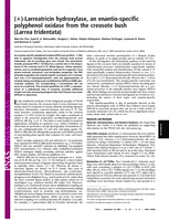 (+)-Larreatricin hydroxylase, an enantio-specific polyphenol oxidase from the creosote bush (Larrea tridentata)
