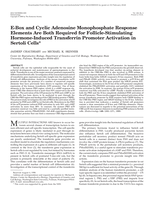 E-box and cyclic adenosine monophosphate response elements are both required for follicle-stimulating hormone-induced transferrin promoter activation in Sertoli cells
