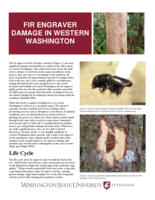 Fir engraver damage in western Washington