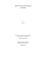 FUNCTION OF AMP-ACTIVATED PROTEIN KINASE IN MYOGENESIS