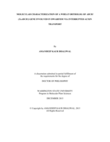MOLECULAR CHARACTERIZATION OF A WHEAT ORTHOLOG OF ABCB1 (TaABCB1) GENE INVOLVED IN DWARFISM VIA INTERRUPTED AUXIN TRANSPORT