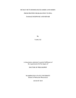 HUMAN MUTS HOMOLOGUES hMSH4 AND hMSH5: FROM PROTEIN DEGRADATION TO DNA DAMAGE RESPONSE AND REPAIR