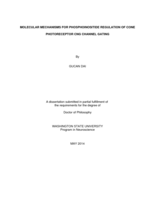 Molecular Mechanisms for Phosphoinositide Regulation of Cone Photoreceptor CNG Channel Gating