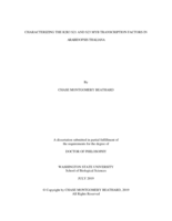 CHARACTERIZING THE R2R3 S21 AND S23 MYB TRANSCRIPTION FACTORS IN ARABIDOPSIS THALIANA