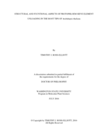 Structural and Functional Aspects of Protophloem Sieve Element Unloading in the Root Tips of Arabidopsis thaliana