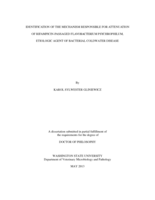 IDENTIFICATION OF THE MECHANISM RESPONSIBLE FOR ATENNUATION OF RIFAMPICIN-PASSAGED FLAVOBACTERIUM PSYCHROPHILUM, ETIOLOGIC AGENT OF BACTERIAL COLDWATER DISEASE