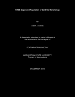 CREB-Dependent Regulation of Dendritic Morphology