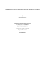 COCAINE-INDUCED CIRCUITRY REORGANIZATION WITHIN THE NUCLEUS ACCUMBENS