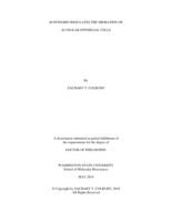 β4 INTEGRIN REGULATES THE MIGRATION OF ALVEOLAR EPITHELIAL CELLS