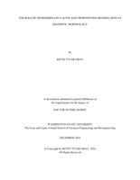 The Role of Tropomodulin's Actin and Tropomyosin Binding Sites in Dendritic Morphology