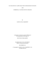 ELUCIDATION OF CAMPYLOBACTER JEJUNI PATHOGENESIS IN HUMANS AND COMMENSAL COLONIZATION IN CHICKENS