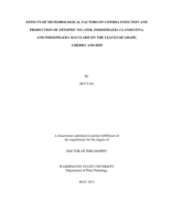 EFFECTS OF METEOROLOGICAL FACTORS ON CONIDIA INFECTION AND PRODUCTION OF ERYSIPHE NECATOR, PODOSPHAERA CLANDESTINA,  AND PODOSPHAERA MACULARIS ON THE LEAVES OF GRAPE,  CHERRY AND HOP