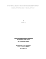 UNCOVERING A REGION IN THE NIPAH VIRUS ATTACHMENT PROTEIN IMPORTANT FOR TRIGGERING MEMBRANE FUSION