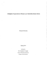 Iridophore Expression in Mutant oca2 Zebrafish (Danio Rerio)