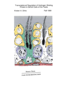 Transcriptional regulation of androgen binding protein in sertoli cells of the testis