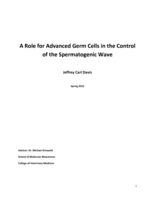 A role for advanced germ cells in the control of the spermatogenic wave