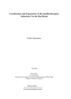 Localization and expression of the insulin receptor substrate-2 in the rat brain