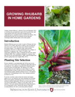 Growing rhubarb in home gardens