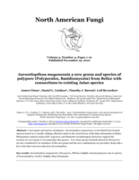 Aurantiopileus mayanensis a new genus and species of polypore (Polyporales, Basidiomycota) from Belize with connections to existing Asian species