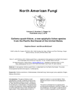 Collema quadrifidum, a new epiphytic lichen species from the Pacific Northwest of the United States