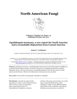 Gyalideopsis mexicana, a new report for North America and a remarkable disjunction from Central America